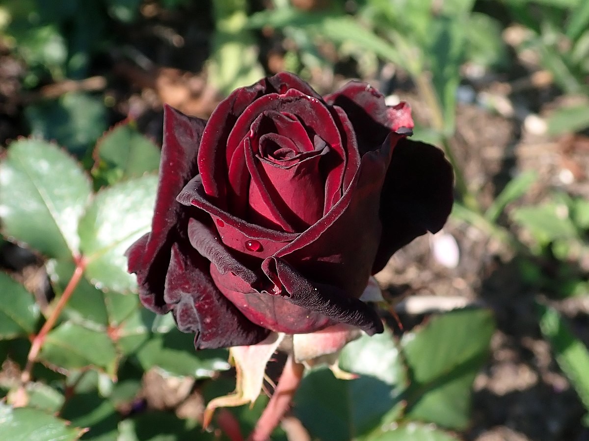 Rosa Black Baccara