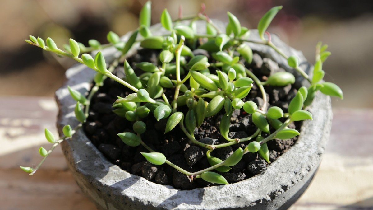 plantas de interior
