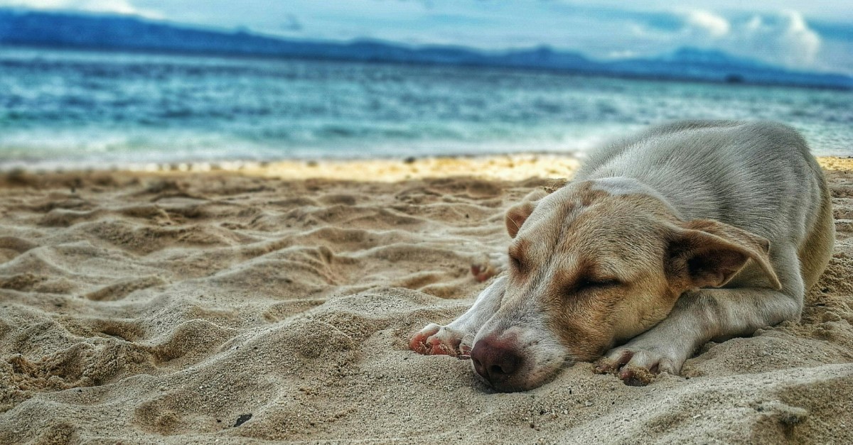 cão à beira mar cão à beira mar