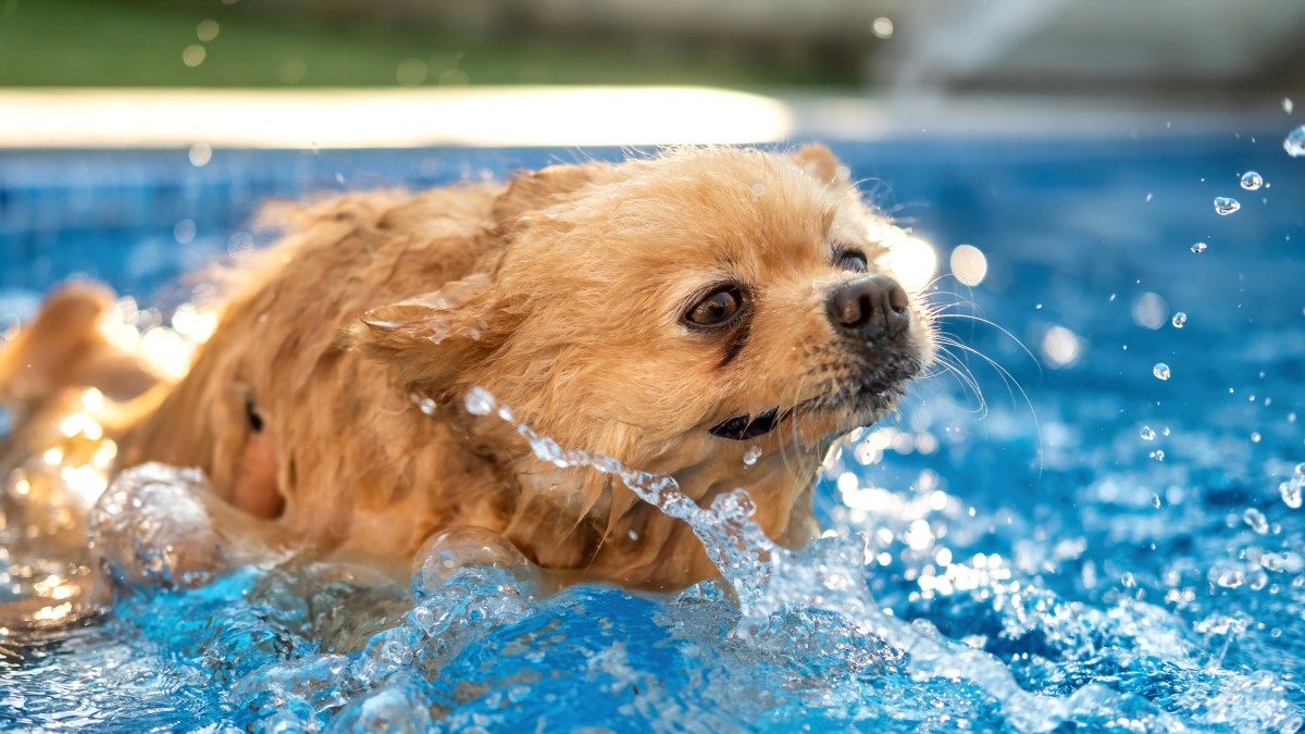 animais de estimação