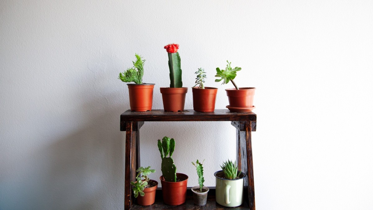 onde ter catos em casa