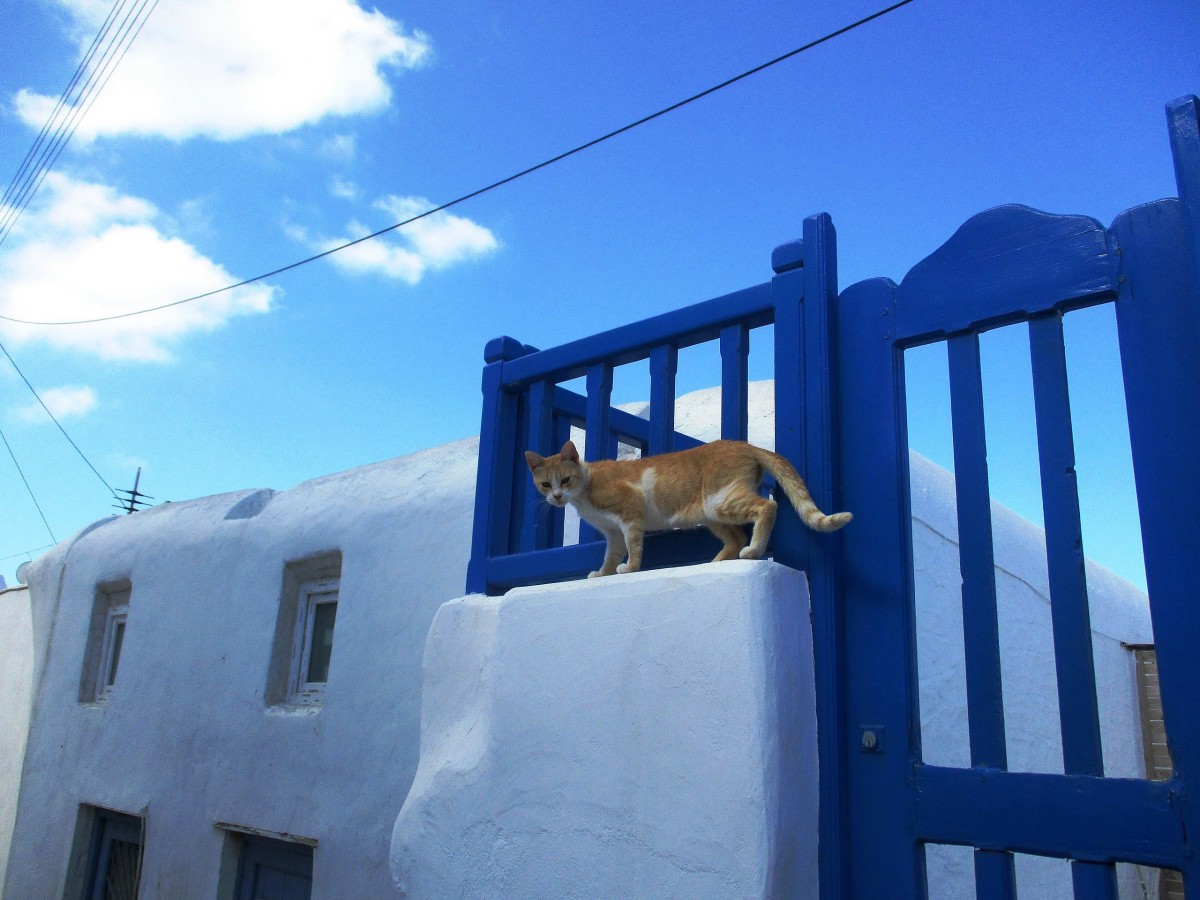 gatos na Grécia