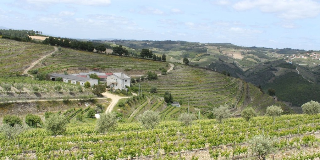 Casas nas vinhas portuguesas