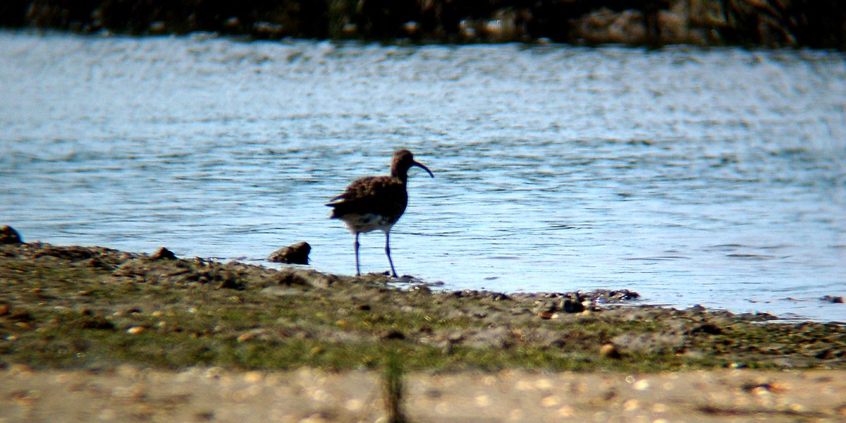 Aves na Parque Natural da Ria Formosa