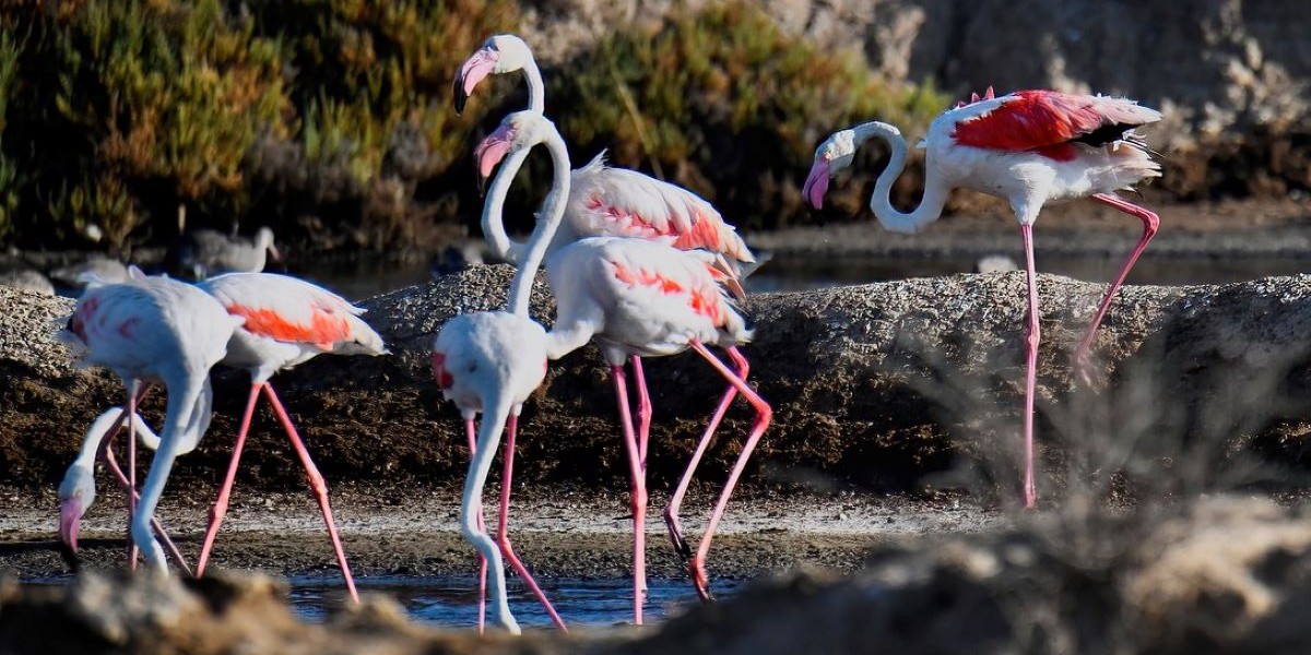 Flamingos