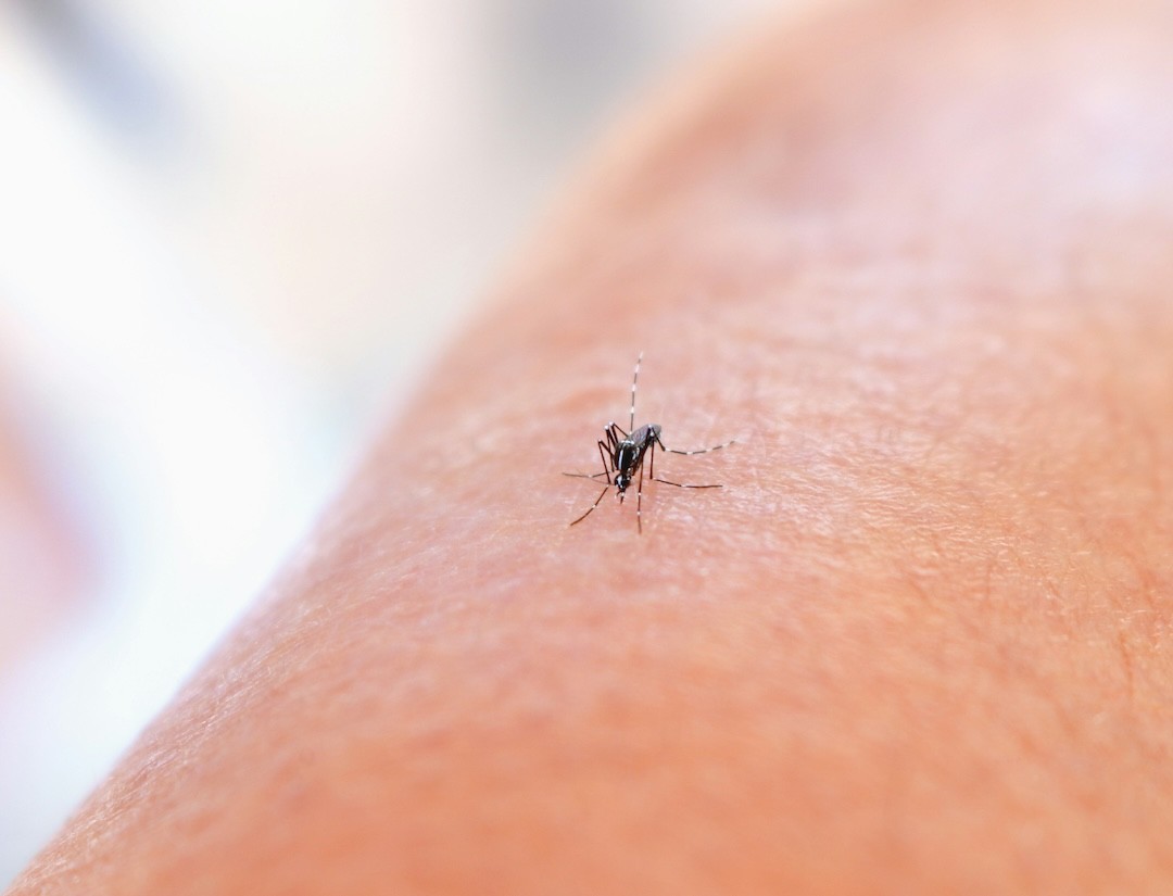 picada de mosquito