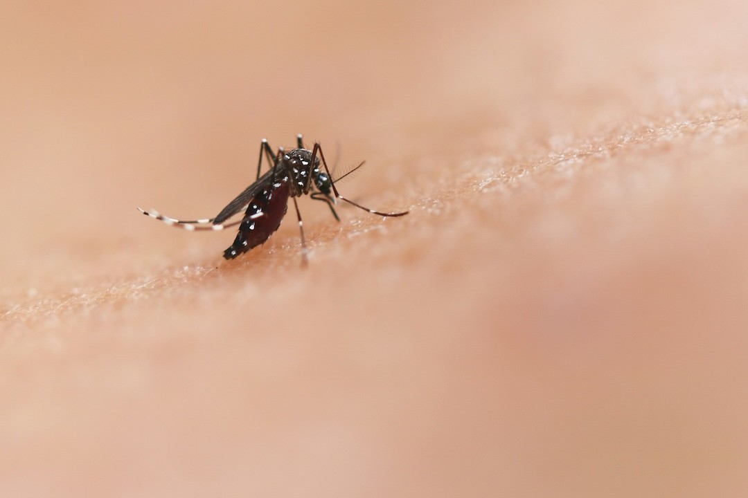 picada de mosquito