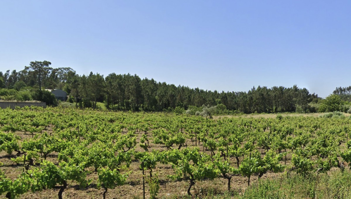 Vinhas Bairrada