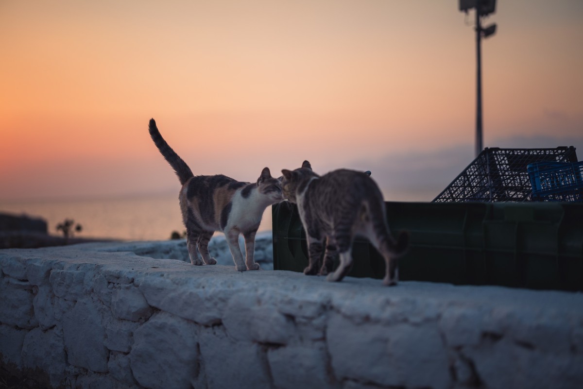 gatos na Grécia