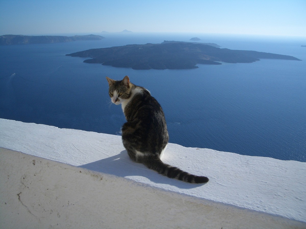 gatos na Grécia