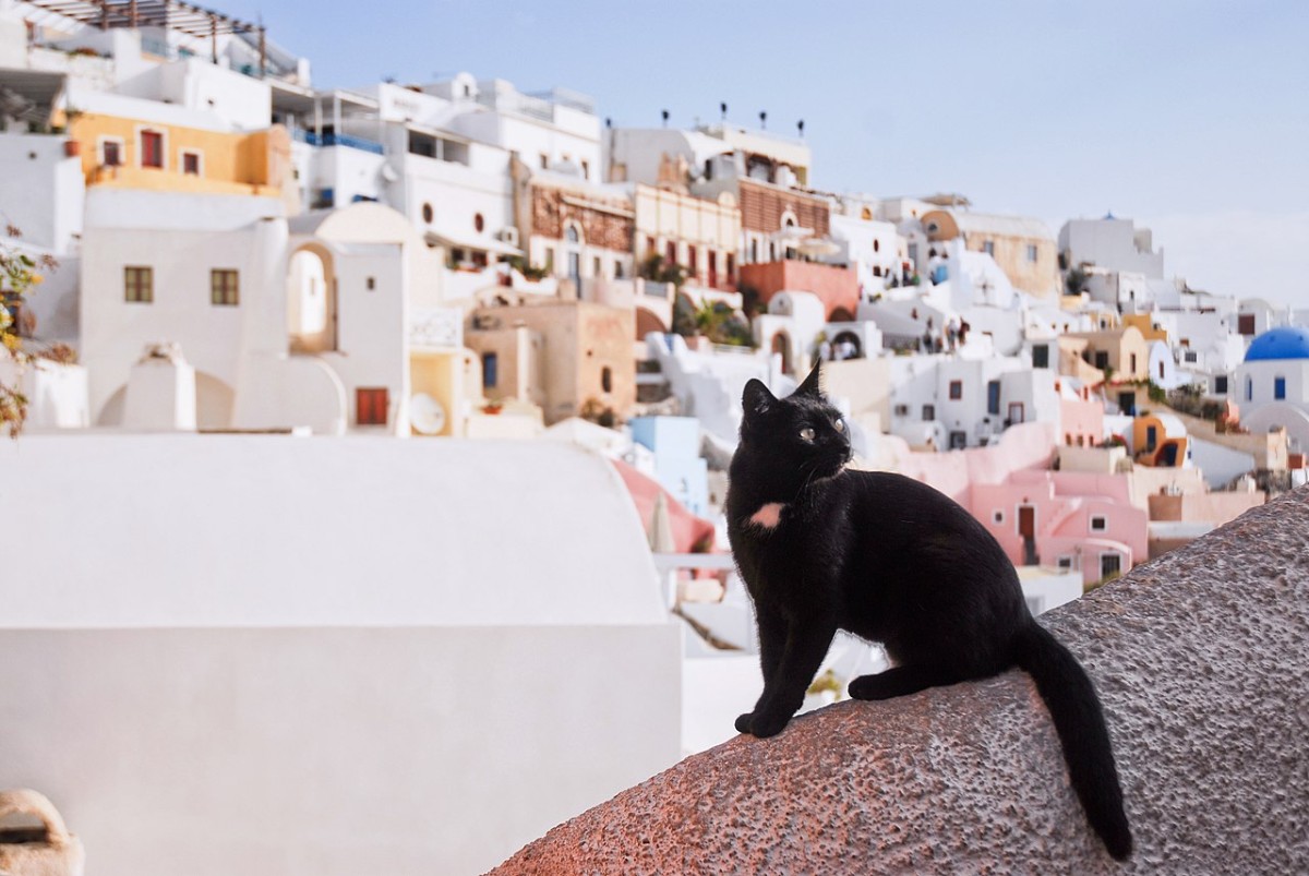 perche in grecia ci sono tanti gatti