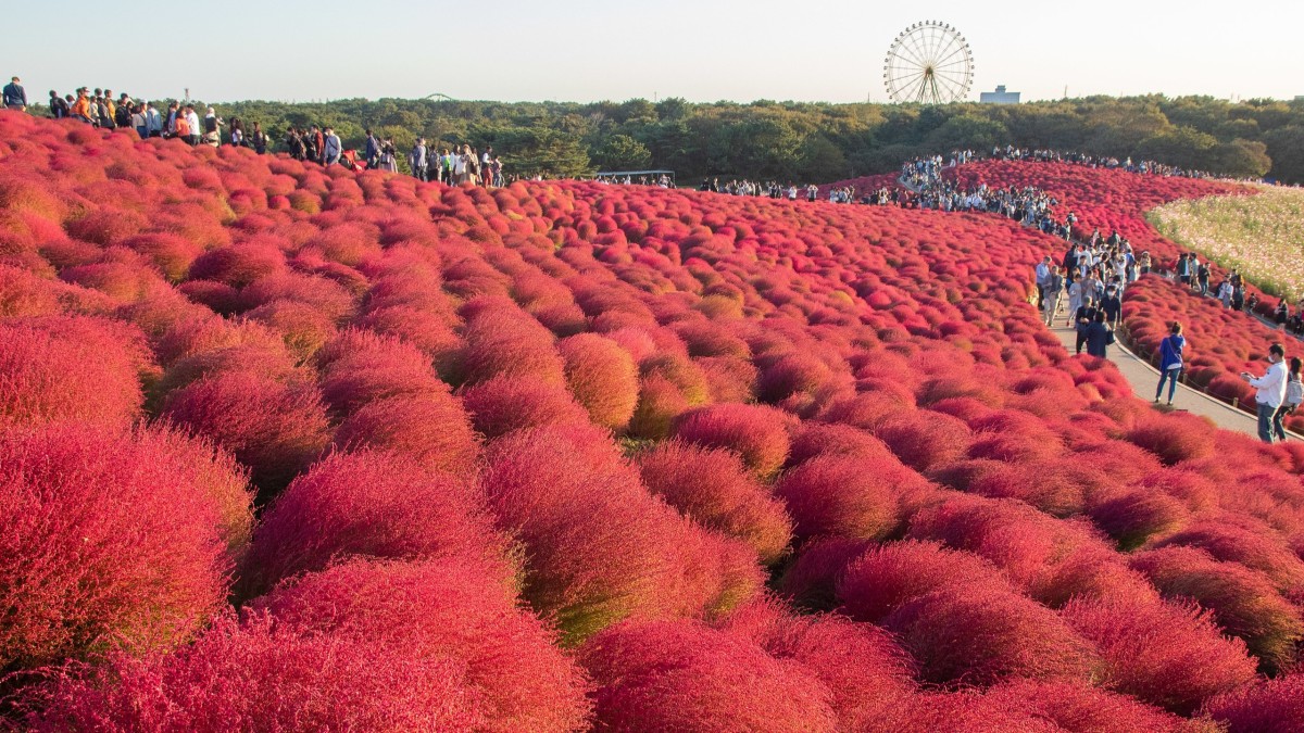 hitachi seaside park