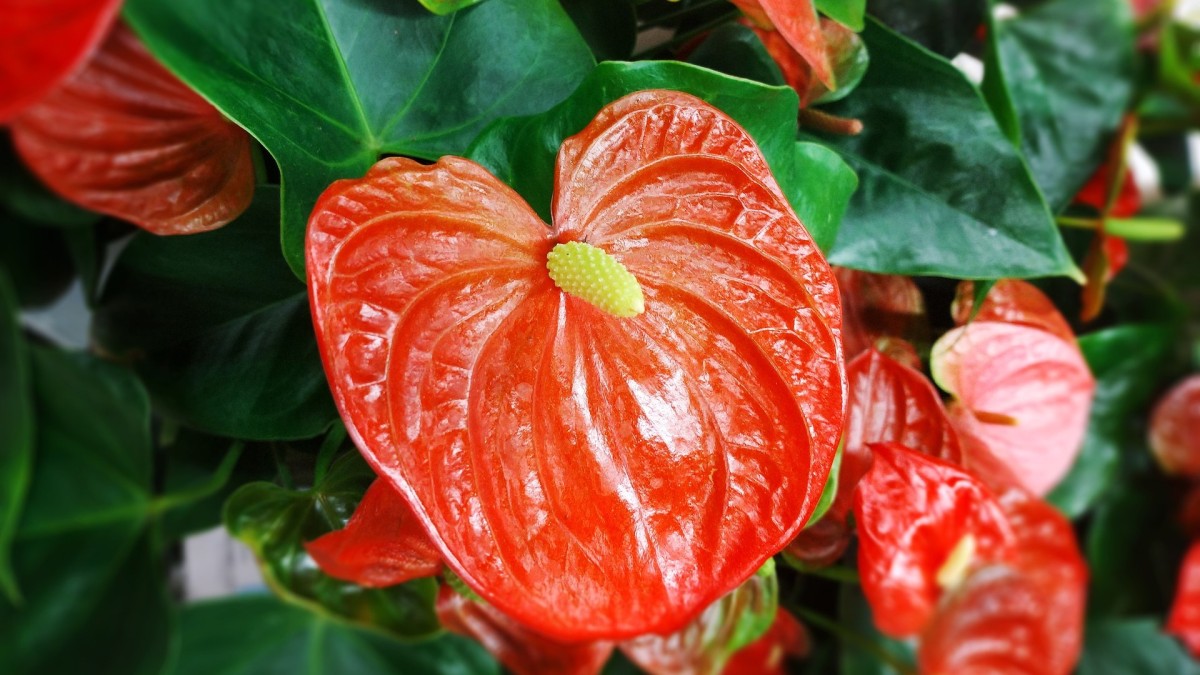 anthurium
