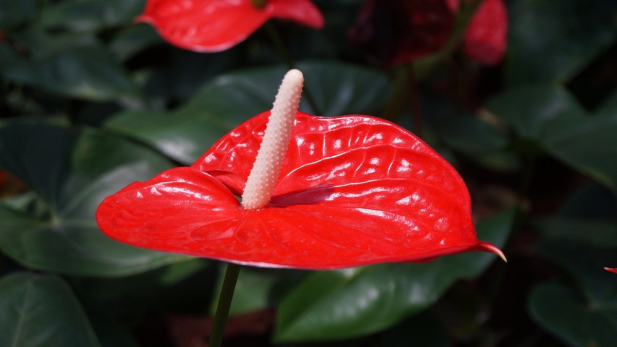 anthurium