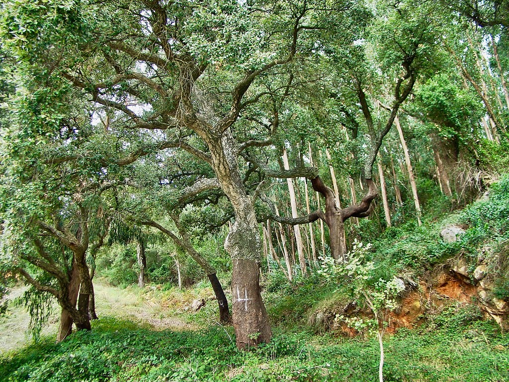 Serra de Monchique