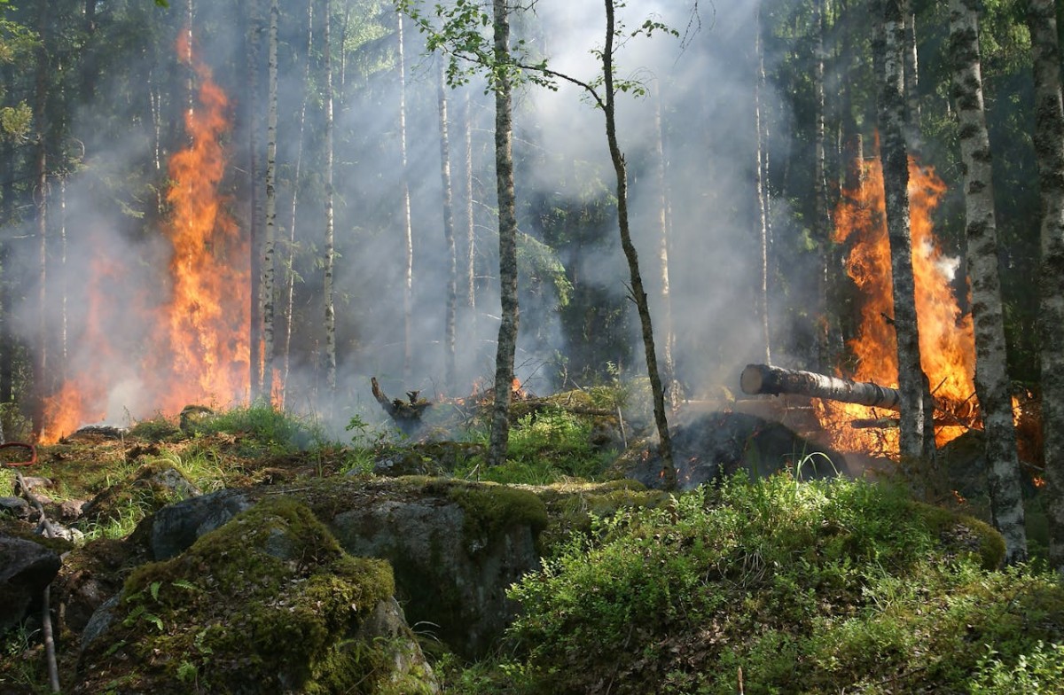 Incêndios florestais em Portugal