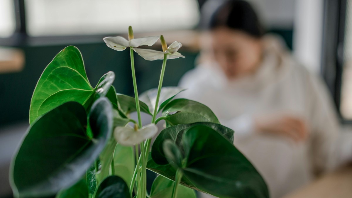 anthurium