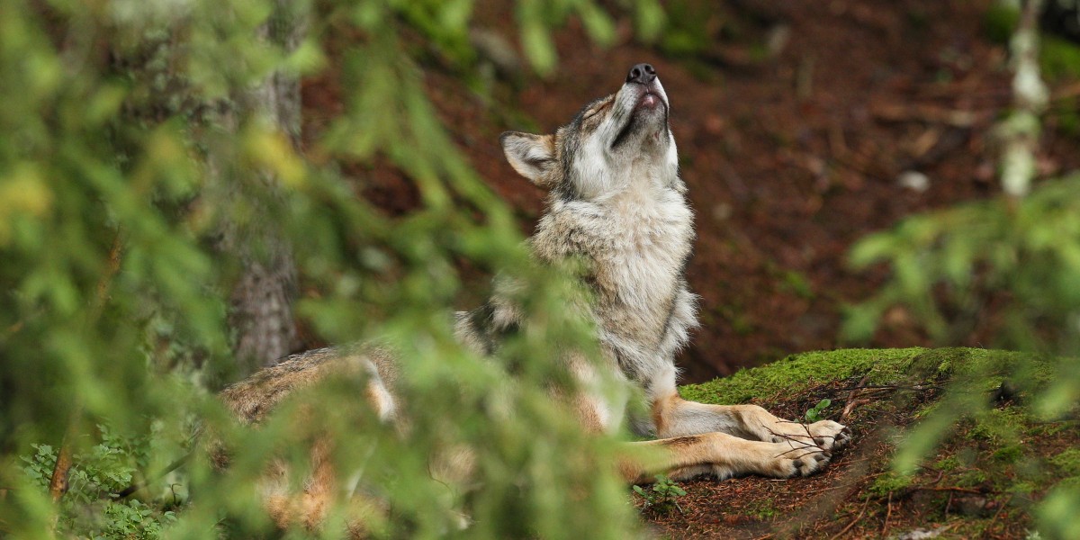 Lobo Ibérico