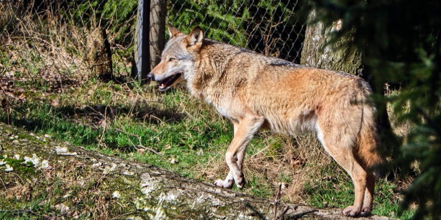 Lobo Ibérico