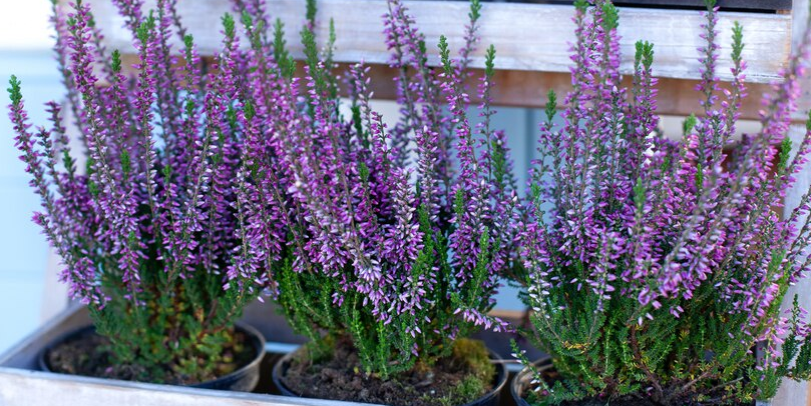 Lavanda