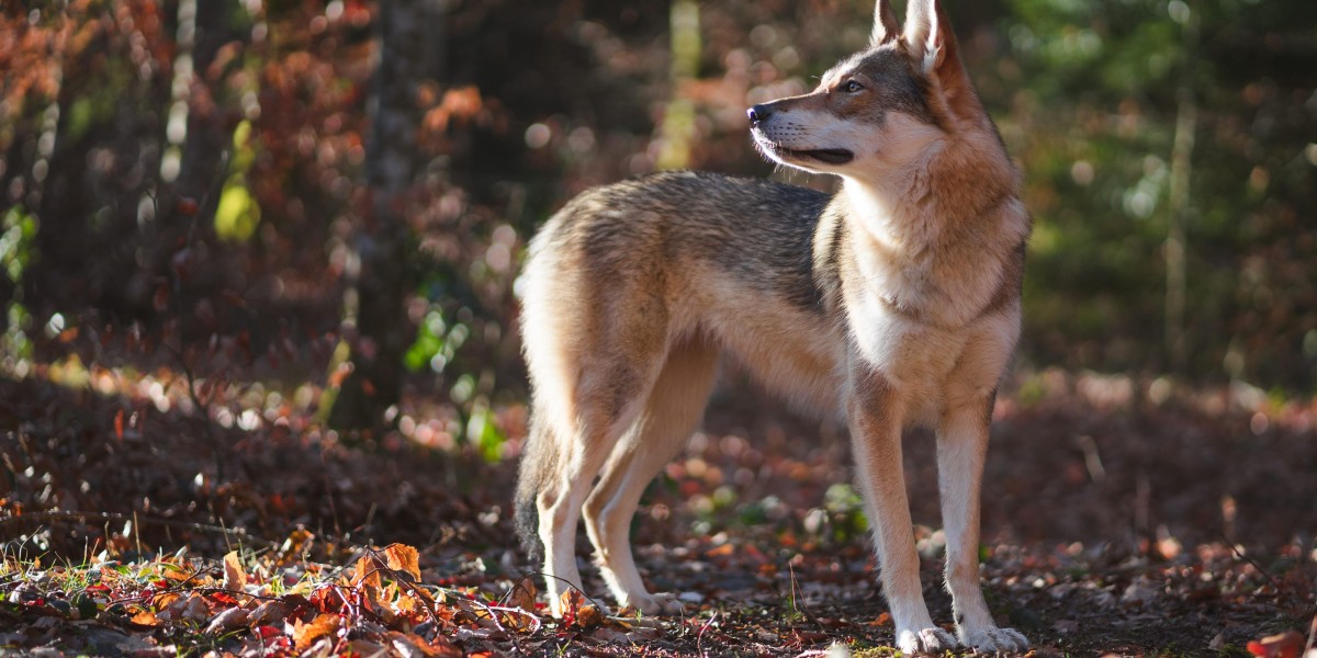 Lobo Ibérico