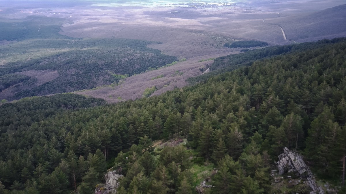 floresta sustentável 