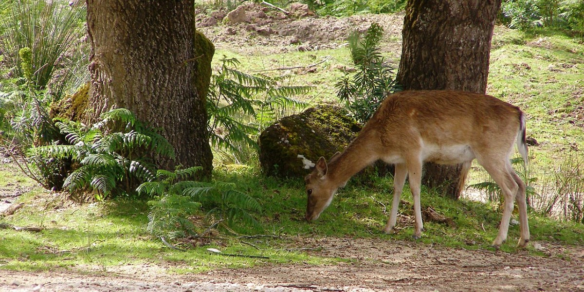Tapada Nacional de Mafra