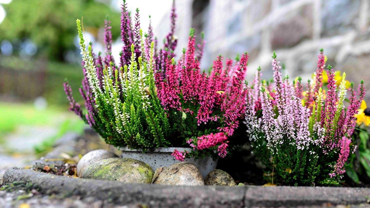 jardins de inverno