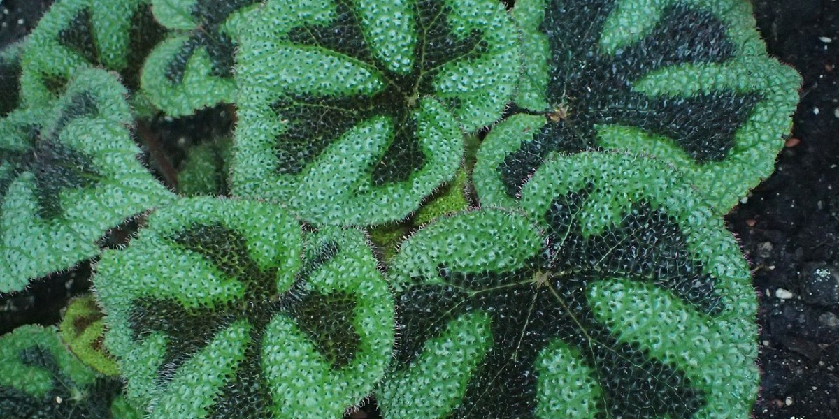 Begonia Masoniana