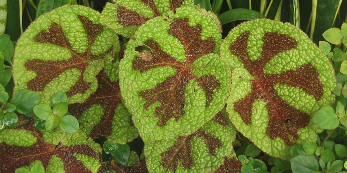 Begonia Masoniana