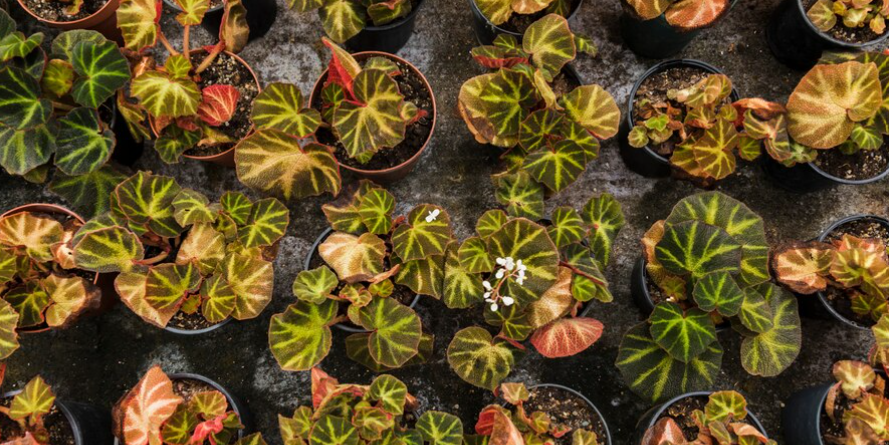 Begonia Masoniana