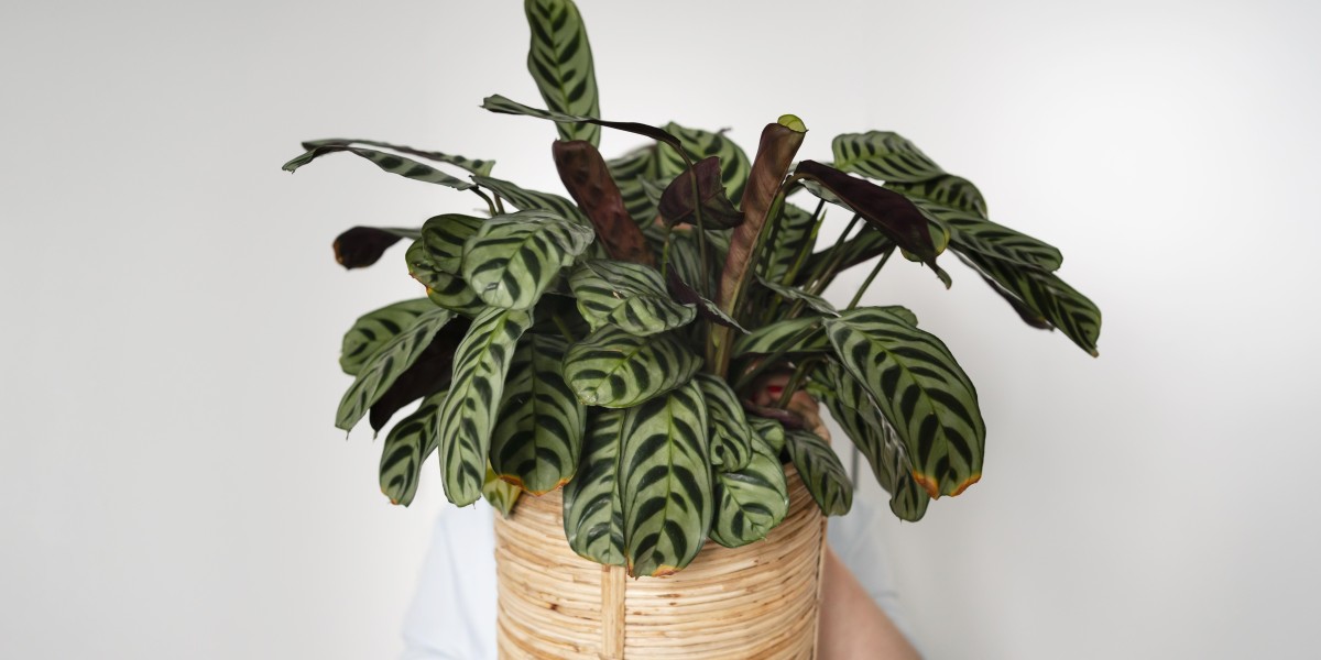 geigenfeige ficus lyrata Geigenfeige Ficus lyrata | 160 cm main image 0