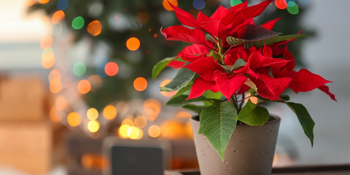Flor de Natal