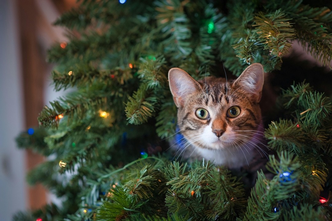gato em árvore de Natal