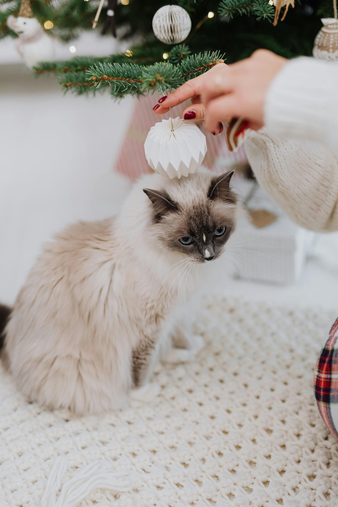 gato debaixo da árvore de Natal