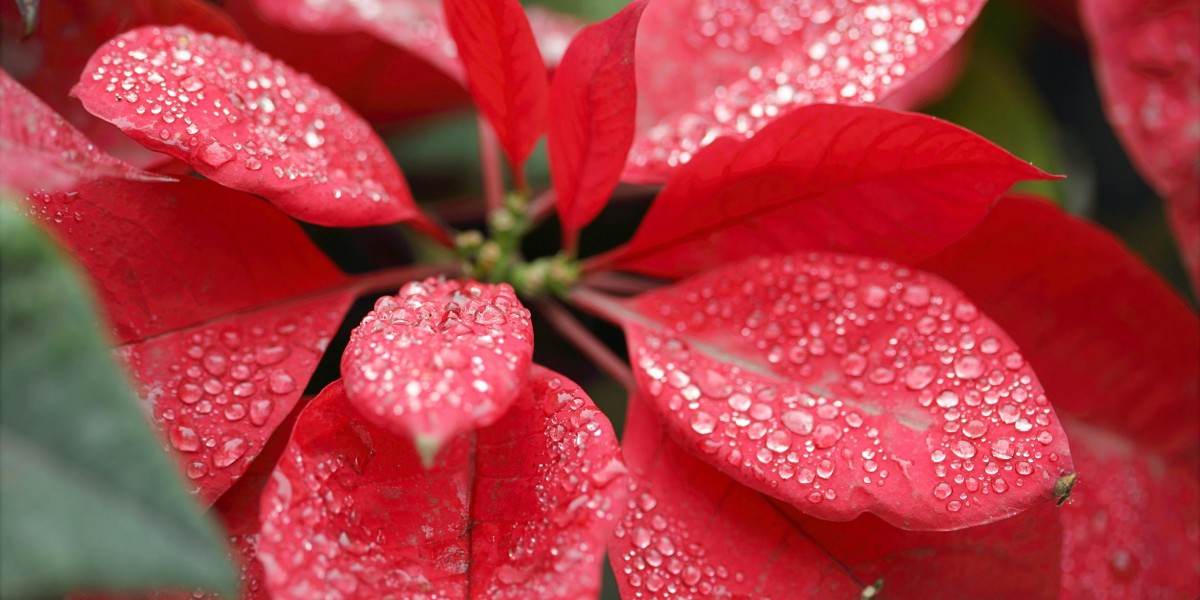 Flor de Natal