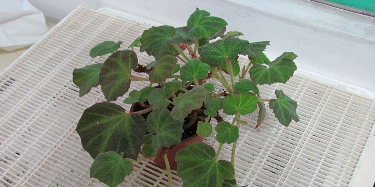 Begonia Masoniana