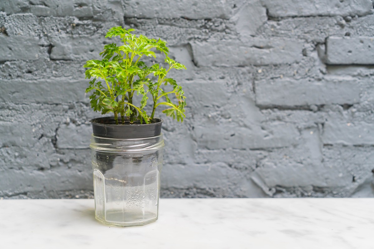 planta em copo