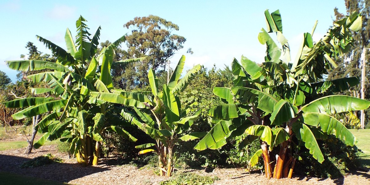 Bananeira Ornamental