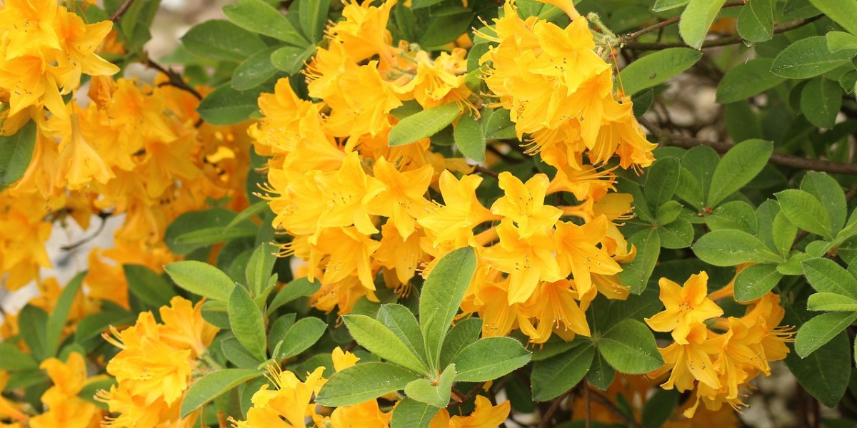 Azálea