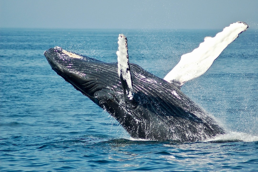baleia