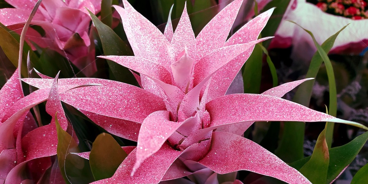 Bromélia