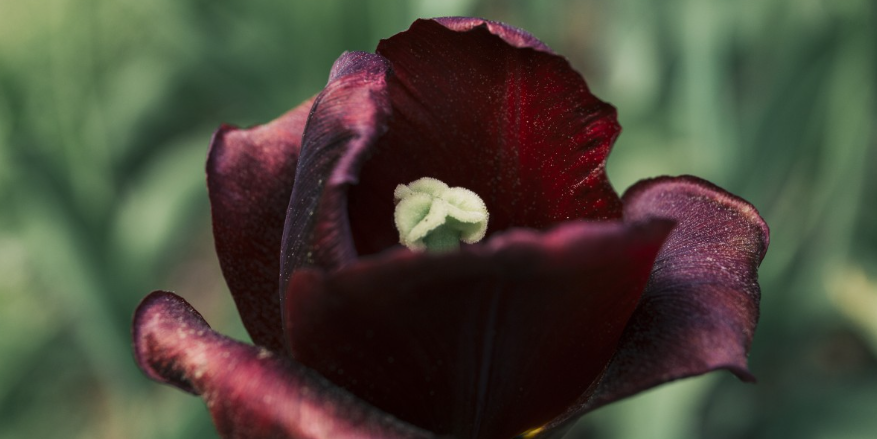 Rosa Negra