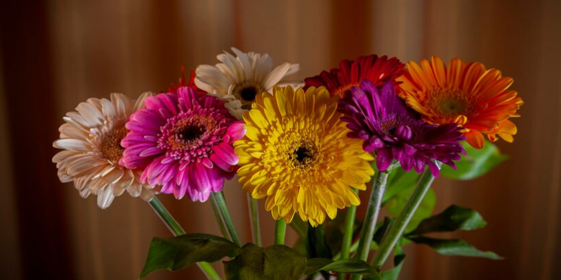 Gerberas