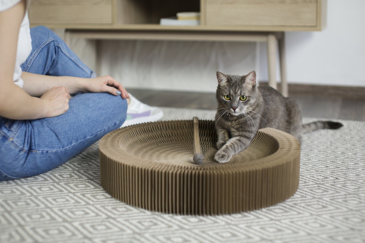 sofas resistentes a gatos