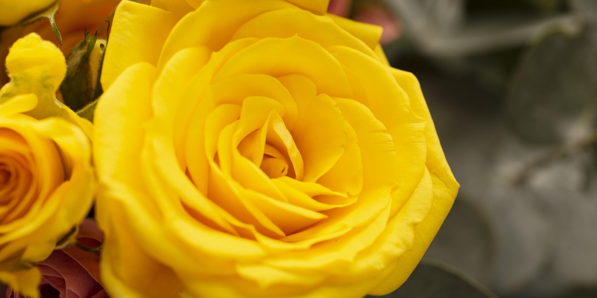 Rosas Amarelas