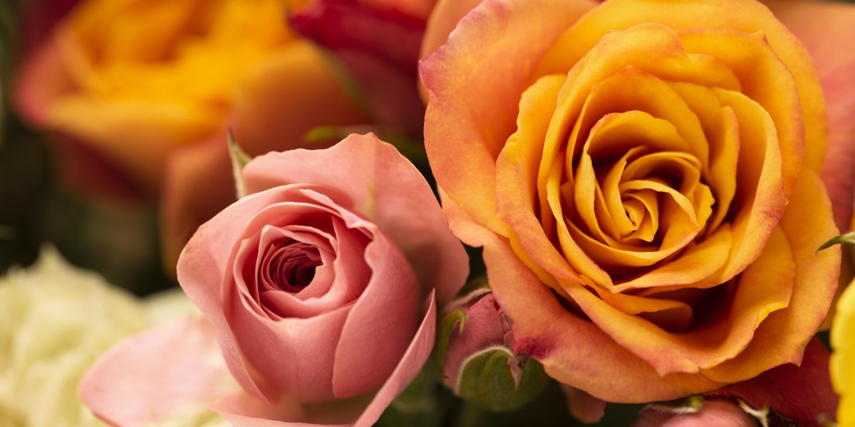 Rosas Laranjas