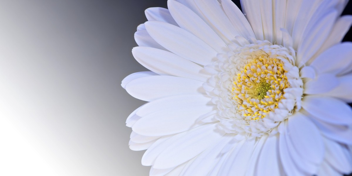 Gerberas