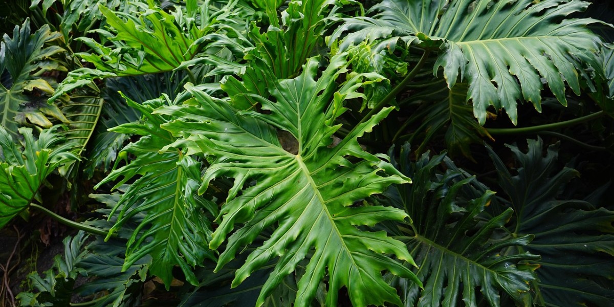 Guaimbê