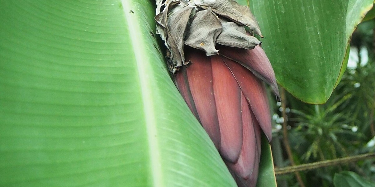 Bananeira Ornamental